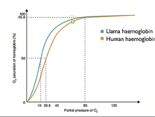 <p>Describe what’s happening at lower and higher partial pressure in this oxygen dissociation curve showcasing llama haemoglobin and why it’s an advantage.</p>