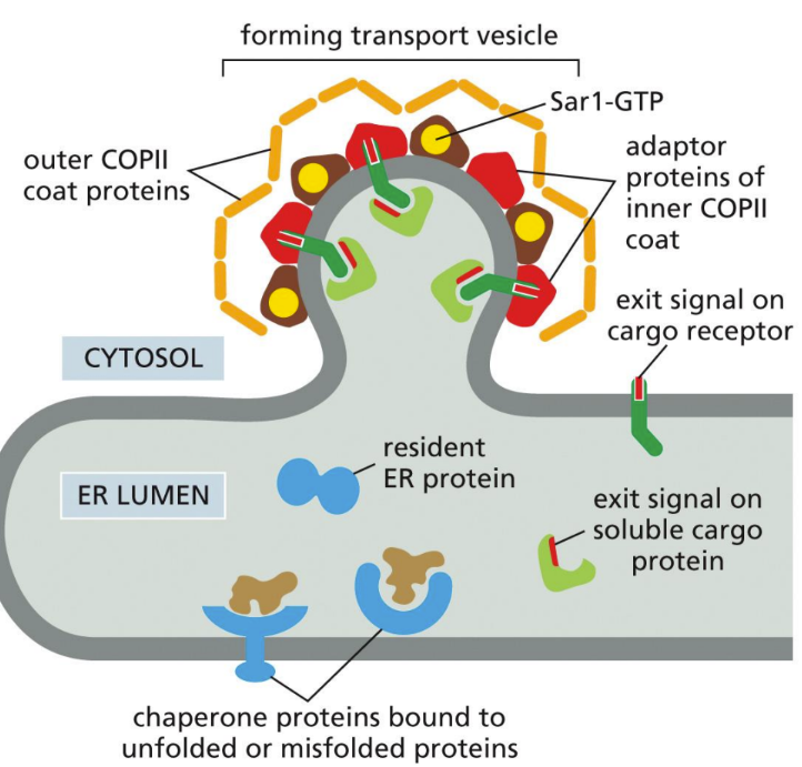 <p class="Paragraph SCXW80737626 BCX0" style="text-align: left"><span>ER to Golgi (Sar 1 -&gt; adaptor protein -&gt; outer coat proteins -&gt; vesicle formed)&nbsp;</span></p><ol><li><p class="Paragraph SCXW80737626 BCX0" style="text-align: left"><span>Active Sar 1-GTP (membrane bound to ER) recruits COPII adaptor proteins and causes the membrane to deform &nbsp;</span></p></li></ol><ol start="2"><li><p class="Paragraph SCXW80737626 BCX0" style="text-align: left"><span>The adaptor proteins will then recruit the outer coat proteins to help form the bud&nbsp;</span></p></li></ol><ol start="3"><li><p class="Paragraph SCXW80737626 BCX0" style="text-align: left"><span>Exit signal on cytosolic tails of cargo proteins interact with membrane cargo receptors and soluble ER proteins &amp; complex into budding transport (interacting with Sar 1-GTP and COPII proteins)&nbsp;</span></p></li></ol><ol start="4"><li><p class="Paragraph SCXW80737626 BCX0" style="text-align: left"><span>A subsequent membrane fusion event pinches off the coated vesicle&nbsp;</span></p></li></ol><ol start="5"><li><p class="Paragraph SCXW80737626 BCX0" style="text-align: left"><span>Vesicles shed COPII coat and fuse with each other with SNARES, forming vesicular tubular clusters&nbsp;</span></p></li></ol><p></p>