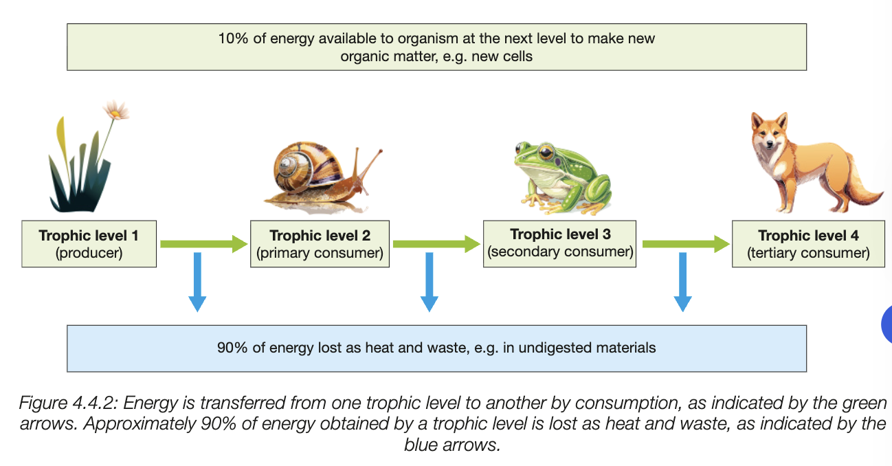 <ul><li><p>energy is transferred from one level to another by consumption</p></li><li><p>first trophic level is always primary producer/autotroph, remianing are consumers (heterotrophs)</p></li><li><p>approximately 90% of the obtained energy is lost as heat and waste at each trophic level</p></li><li><p>only approx 10% of energy orginally obtained by trophic level is avaialbel for next trophic level through consumption</p></li></ul><p></p>
