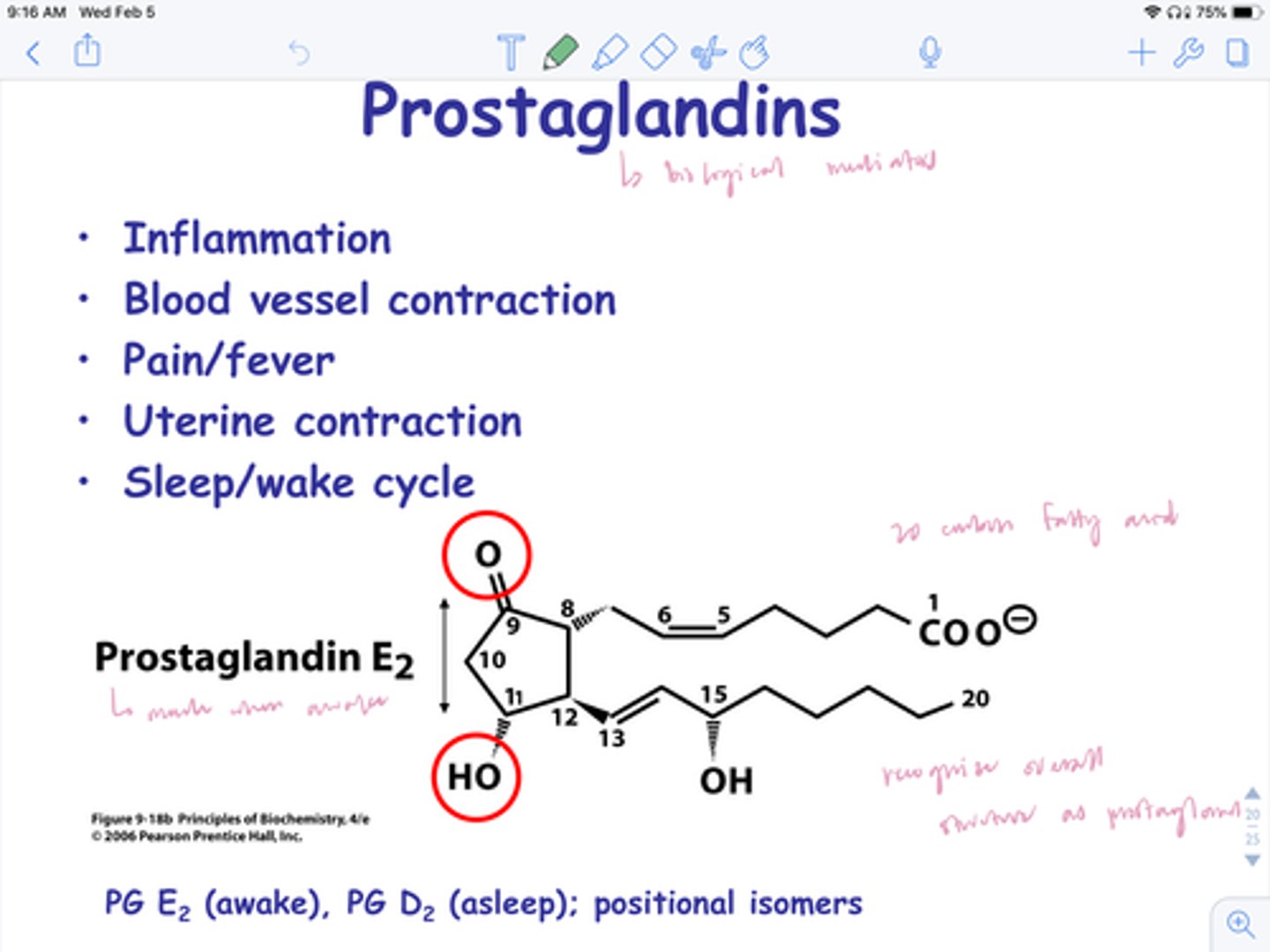 <p>mediate inflammation, form protective layer in gut, transmit pain signal to brain, regulate internal temp</p>