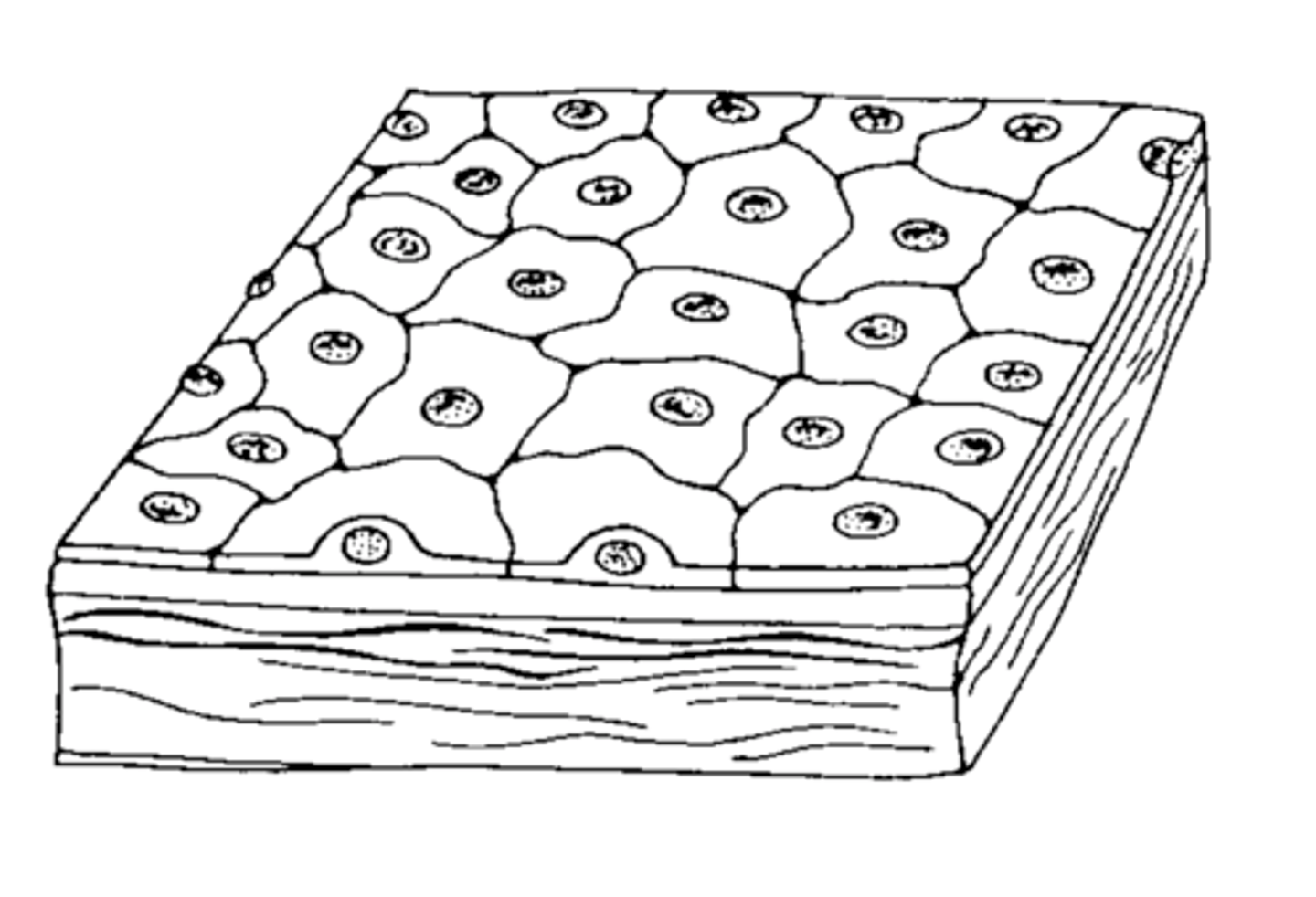 <p>thin, flat, scaly</p>