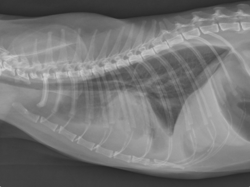 <p>What features of this image screams this cat is in LHF</p>