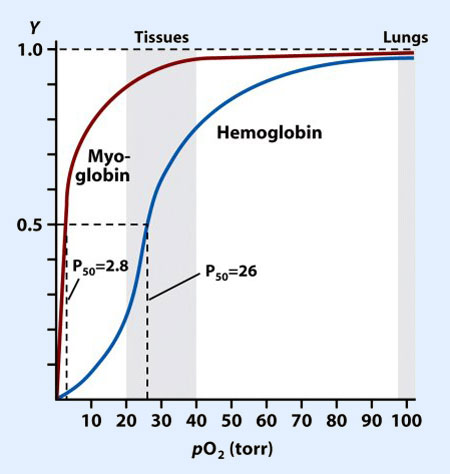 <p>Curva muestra la relacion entre: saturación de hemoglobina y presión parcial de O2</p><ul><li><p><strong>Hemoglobina</strong>: Curva <strong>Sigmoidea</strong> (x su cooperatividad)</p><p>COEFCIENTE DE HILL &gt;1= cooperatividad</p><p></p></li><li><p><strong>Mioglobina</strong>: Curva <strong>Hiperbólica</strong> (saturándose rápidamente a bajas presiones parciales de oxígeno</p><p>COEFCIENTE DE HILL &lt;1= NO cooperatividad</p></li></ul><div data-type="horizontalRule"><hr></div><p>Desplazamiento DER: <span data-name="arrow_down" data-type="emoji">⬇</span><span data-name="arrow_down" data-type="emoji">⬇</span> AFINIDAD O2, mayor liberación </p><p>Desplazamiento IZQ: <span data-name="arrow_up" data-type="emoji">⬆</span><span data-name="arrow_up" data-type="emoji">⬆</span> AFINIDAD O2, menor liberación </p><p></p>