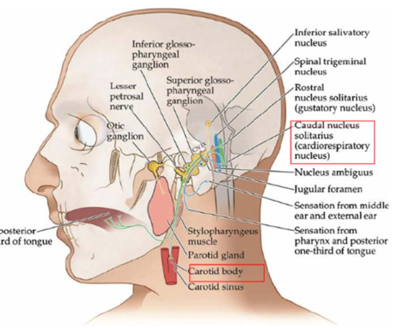 <p>Chemoreceptors and baroreceptors of carotid body</p>