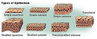 <p>Naming system for Tissues</p>