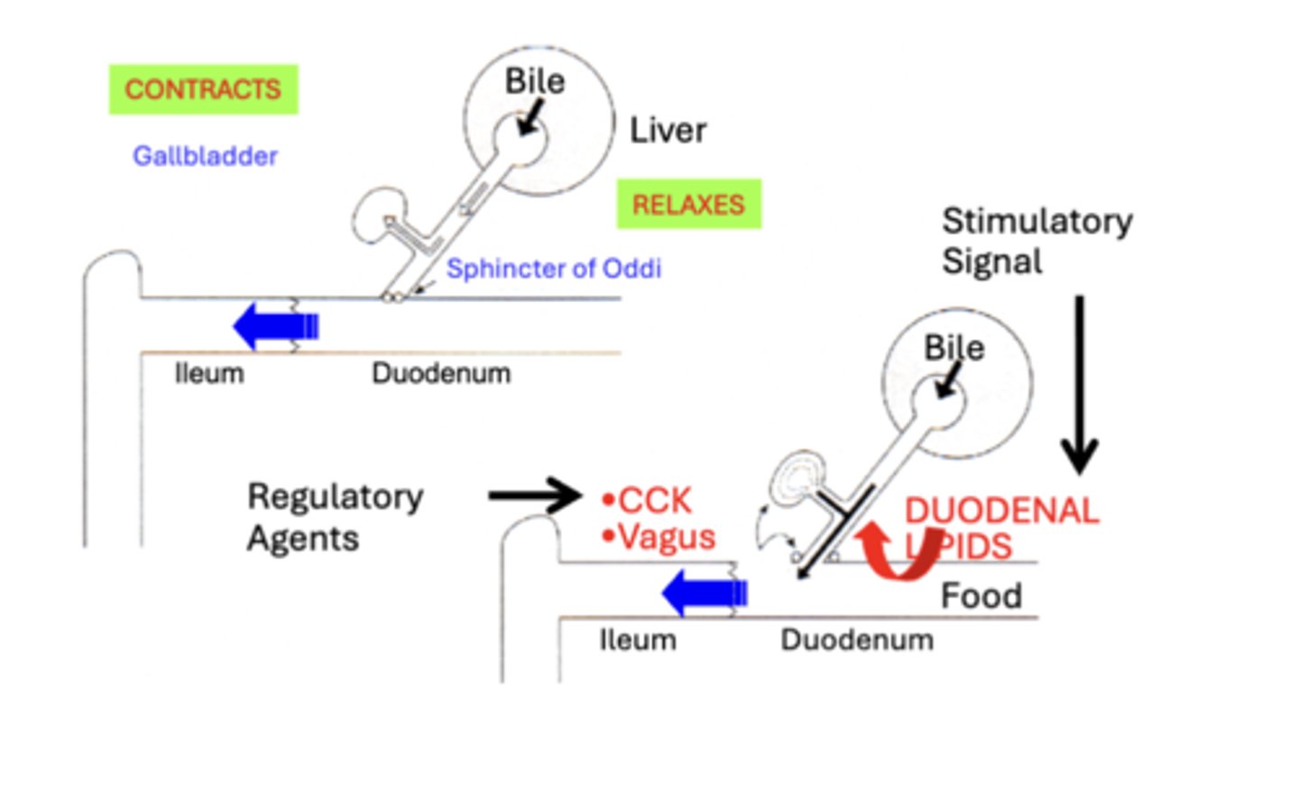 <p>Stimulatory Signals</p><p>• Bile expulsion is typically initiated within 30 minutes after eating a meal</p><p>• Bile is primarily expelled from the gallbladder into the duodenum in response to the presence of Fat Digestion Products (Duodenal Lipids) in the GI tract</p><p>Regulatory Agents</p><p>• Cholecystokinin (CCK)</p><p>• Neural Stimulation (Vagus)</p>