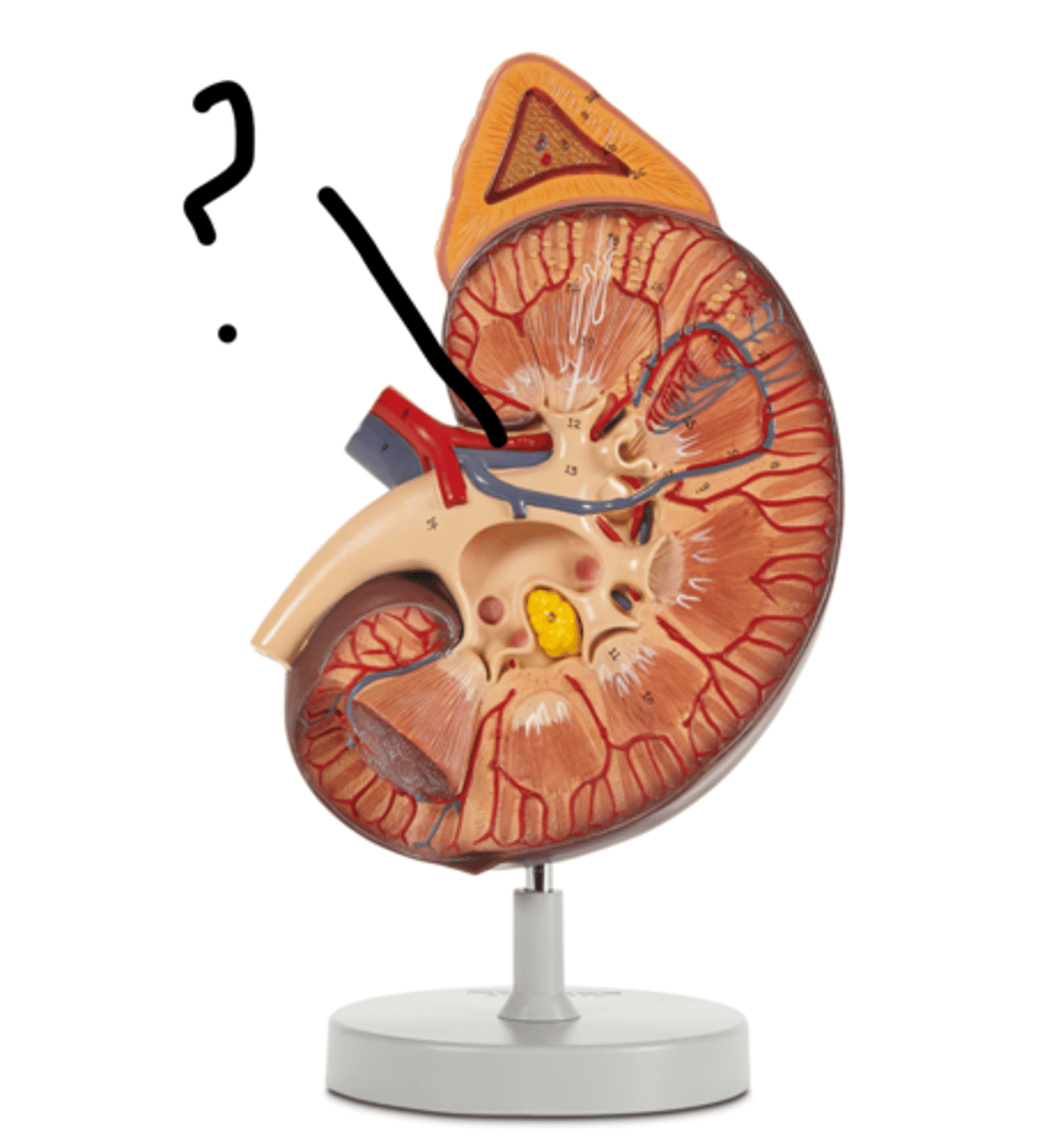 <p>Name this vessel.</p>