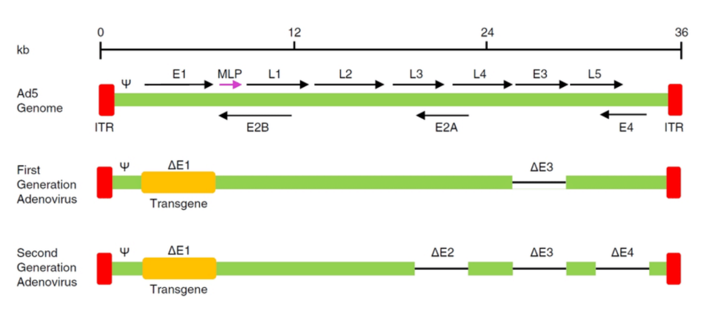 <p>What is E2B?</p>