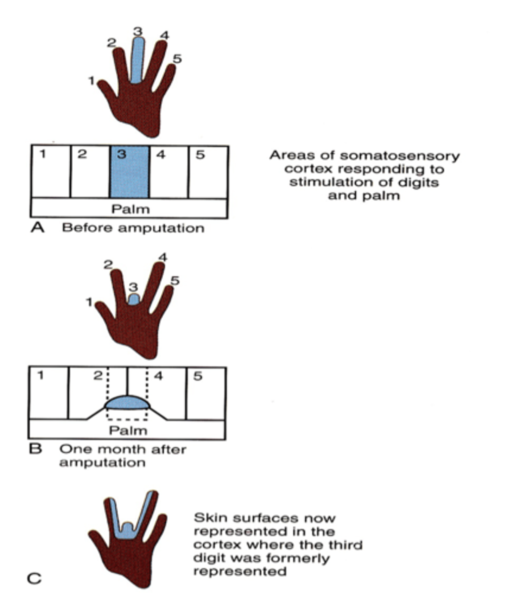 <p>- cortical areas can change functional representation</p><p>- changes can occur within 4 weeks (mainly due to unmasking of silent synapses)</p>