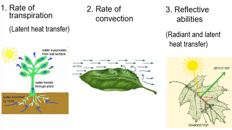 <p>depends on morphological physiological attributes that affect their rate of transpiration, rate of convection, and reflective abilities</p>