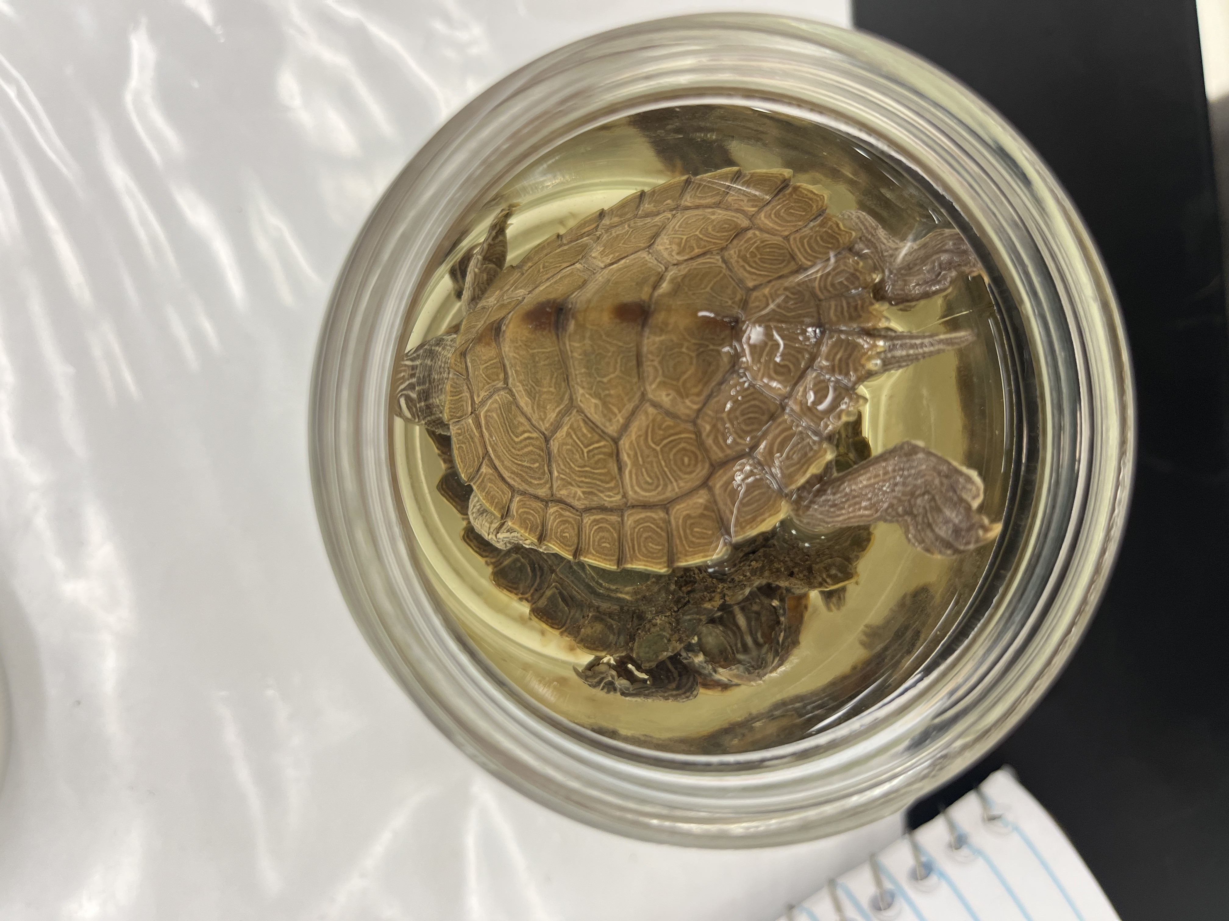 <ul><li><p>circle lines on scutes</p></li><li><p>red brown spots and lines on limbs</p></li><li><p>wood pattern head</p></li></ul><p></p>