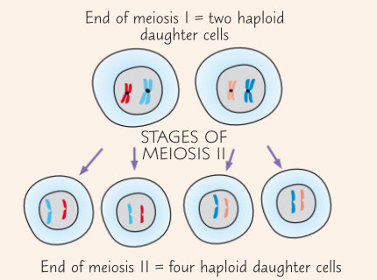 <p>1. Independent segregation of sister chromatids.</p><p>2. Each cell divides again, producing 4 haploid cells.</p>