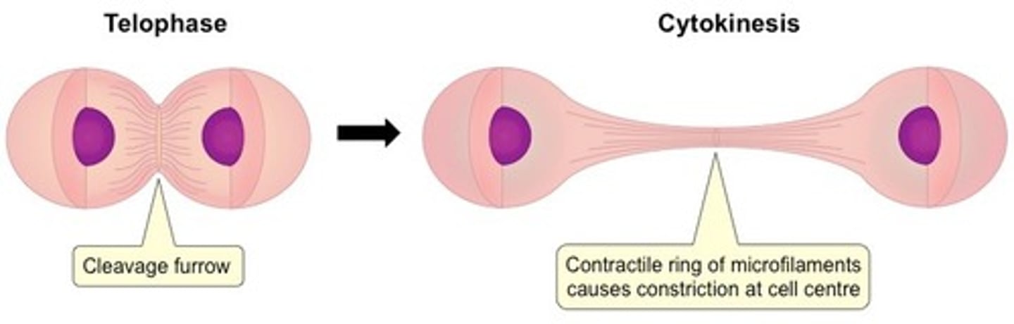 <p>Cytokinesis is the actual dividing of the cell that occurs during Telophase.</p>