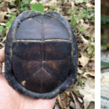 <p>eastern box turtle </p>