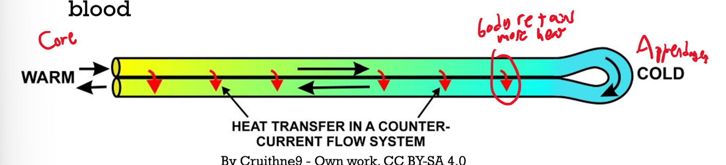 <ul><li><p>Insulation (fur, feathers, blubber, wool)</p></li><li><p>Convective cooling via vascularization</p></li><li><p>Countercurrent circulation</p><ul><li><p>Arteries and veins are close together such that heat always both flows to appendages and from appendages</p></li></ul></li><li><p>Evaporative Cooling/Behaviour (sweat, shade seeking)</p></li></ul><p></p>