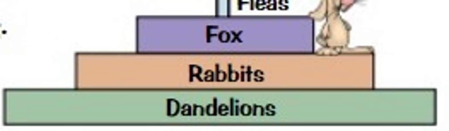 <p>- it uses dry mas (mass without water)<br><br>- dandelions is the most as all dandelions would have the most mass<br><br>- fleas despite there being a lot don't have a big mass</p>