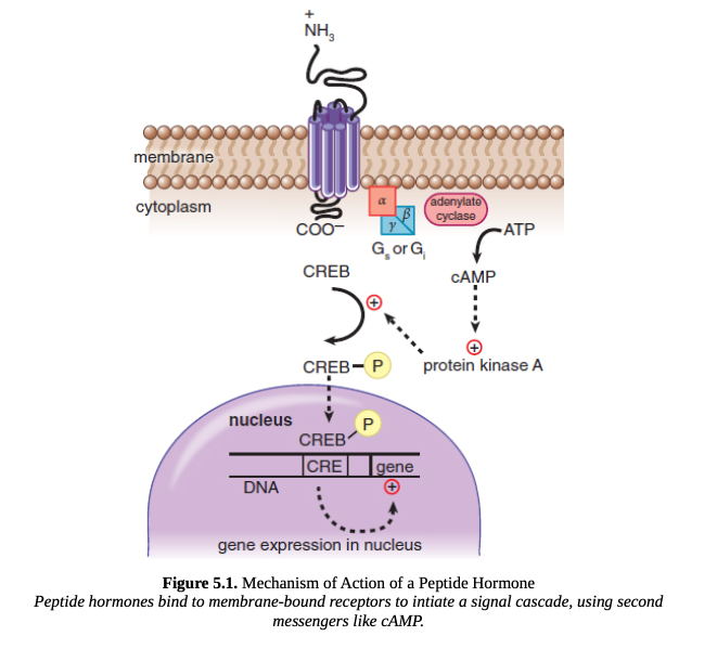 <p>GPCR </p>