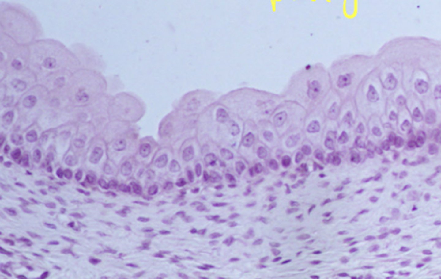 <p>what cell type is this</p>