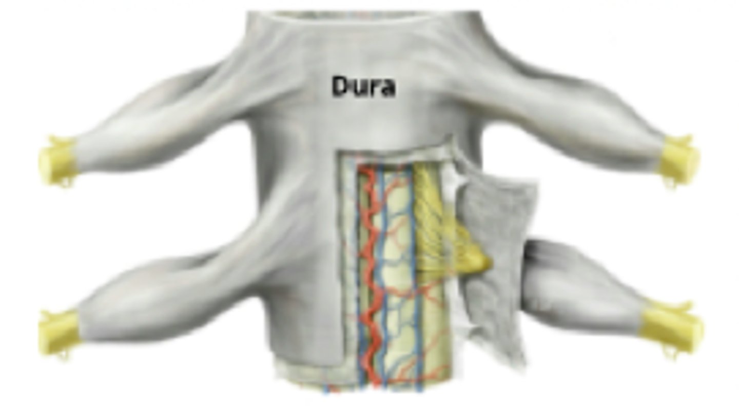 <p>1 layer in spine and is fat filled</p>
