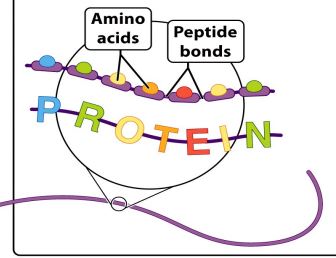 <p><span style="font-family: Source Sans Pro, sans-serif">The sequence of amino acids that form the polypeptide chain</span></p>