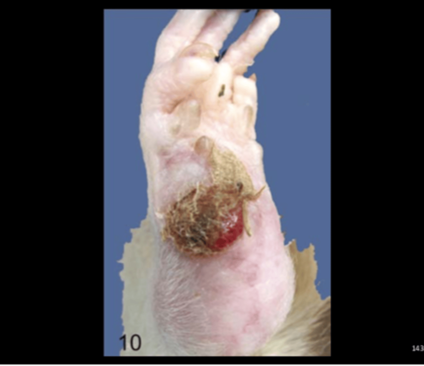 knowt flashcard image