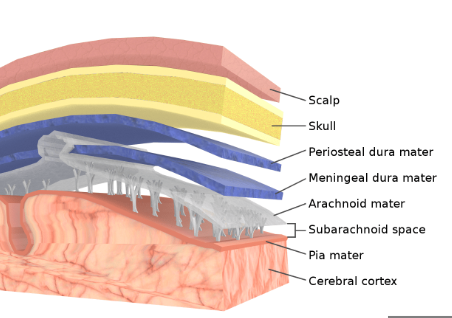 <p>The correct order of the protective meningeal layers of the brain from <strong>inside to outside</strong> is:</p><ol><li><p><strong>Pia mater</strong> (closest to the brain surface)</p></li><li><p><strong>Arachnoid mater</strong></p></li><li><p><strong>Dura mater</strong> (outermost layer)</p></li></ol><div data-type="horizontalRule"><hr></div><p> Quick explanation: </p><ul><li><p><strong>Pia mater</strong> is a thin, delicate layer that directly covers the brain tissue.</p></li><li><p><strong>Arachnoid mater</strong> is a web-like middle layer.</p></li><li><p><strong>Dura mater</strong> is a tough, durable outer layer that protects the brain and spinal cord.</p></li></ul><p></p><p>Tips for Memorizing Meningeal Layers (Inside to Outside)</p><p><strong>PAD</strong> (Pia, Arachnoid, Dura)</p><p></p>