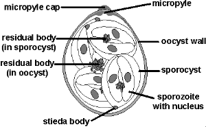 <p><mark data-color="unset" style="background-color: unset; color: inherit;">four sporocysts</mark></p>