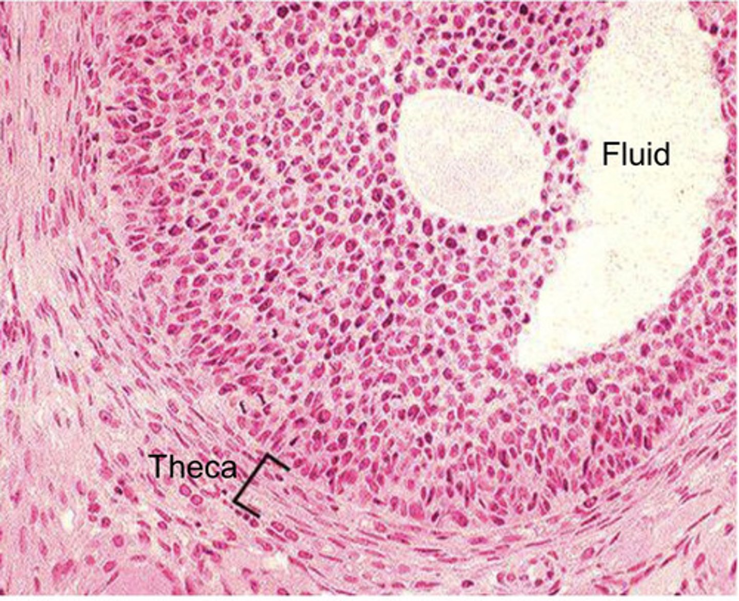 <p>what type of follicle?</p>
