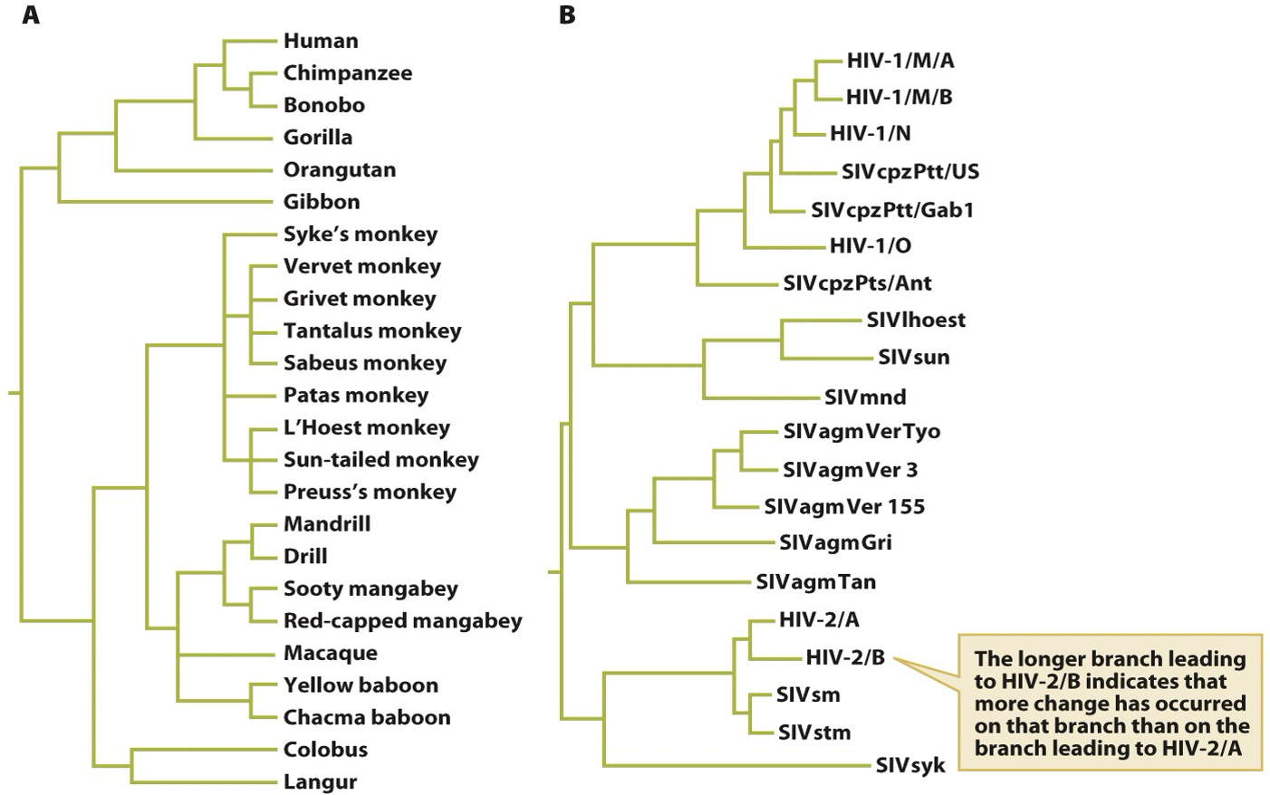 <p>branch lengths indicating some sort of evolutionary change (B)</p>