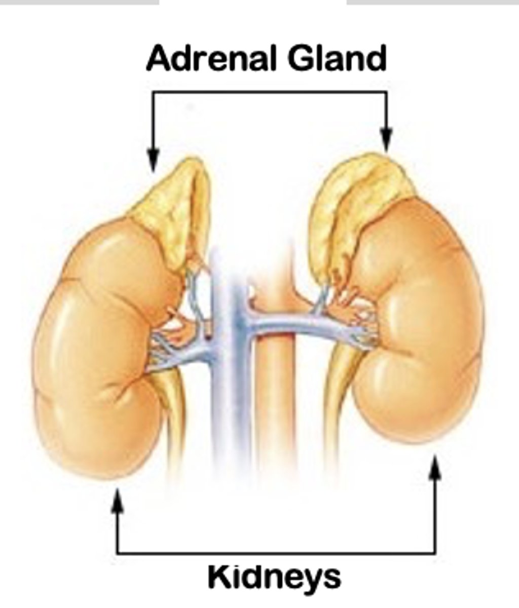<p>Leydig cells of the testes</p><p>Adrenal gland</p>