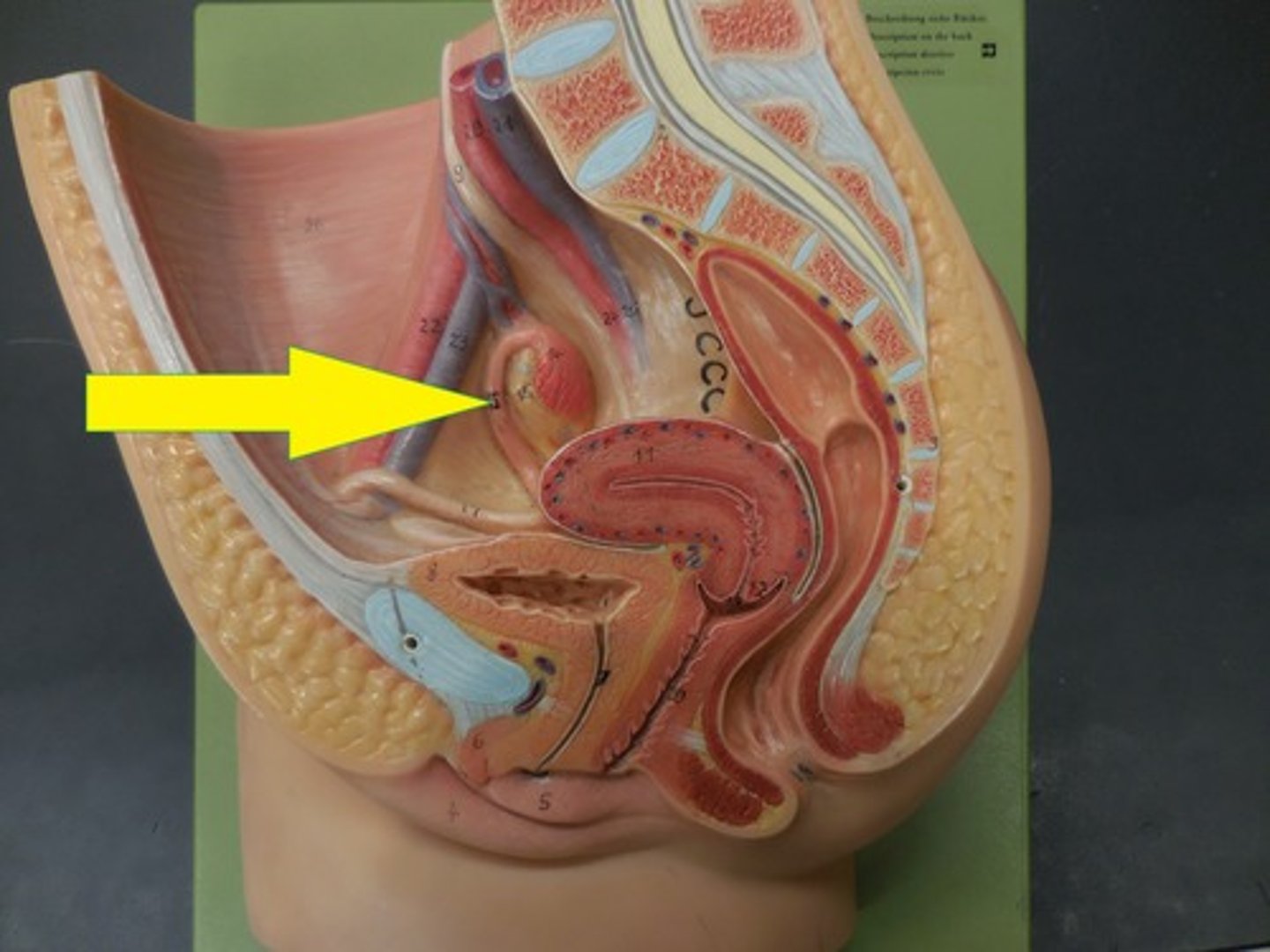 <p>tubes attached to the uterus that provide a passageway for the ovum to move from the ovary to the uterus</p>