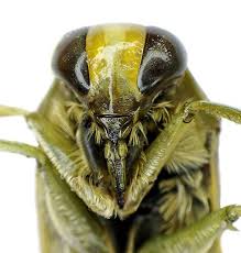 <p>rear-facing mouthparts (hemiptera)</p>