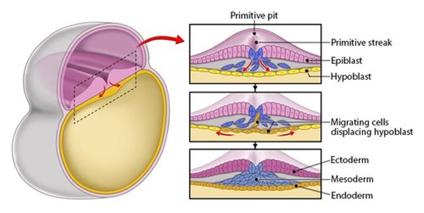 <p>Ectoderm, endoderm, and mesoderm.</p>