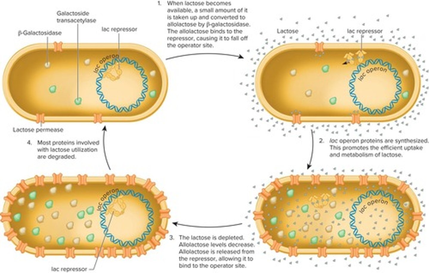 <p>The process where lactose is taken up, converted to allolactose, and regulates the expression of lac operon proteins.</p>