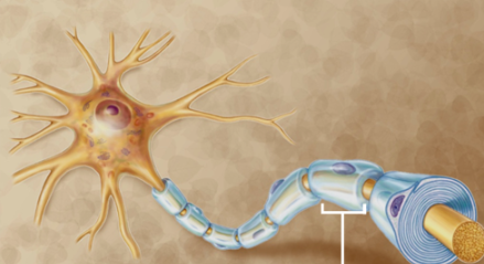 <p><span>Schwann cells</span></p>