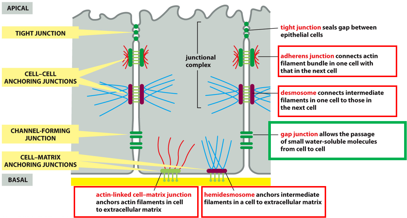 Cell-cell junctions