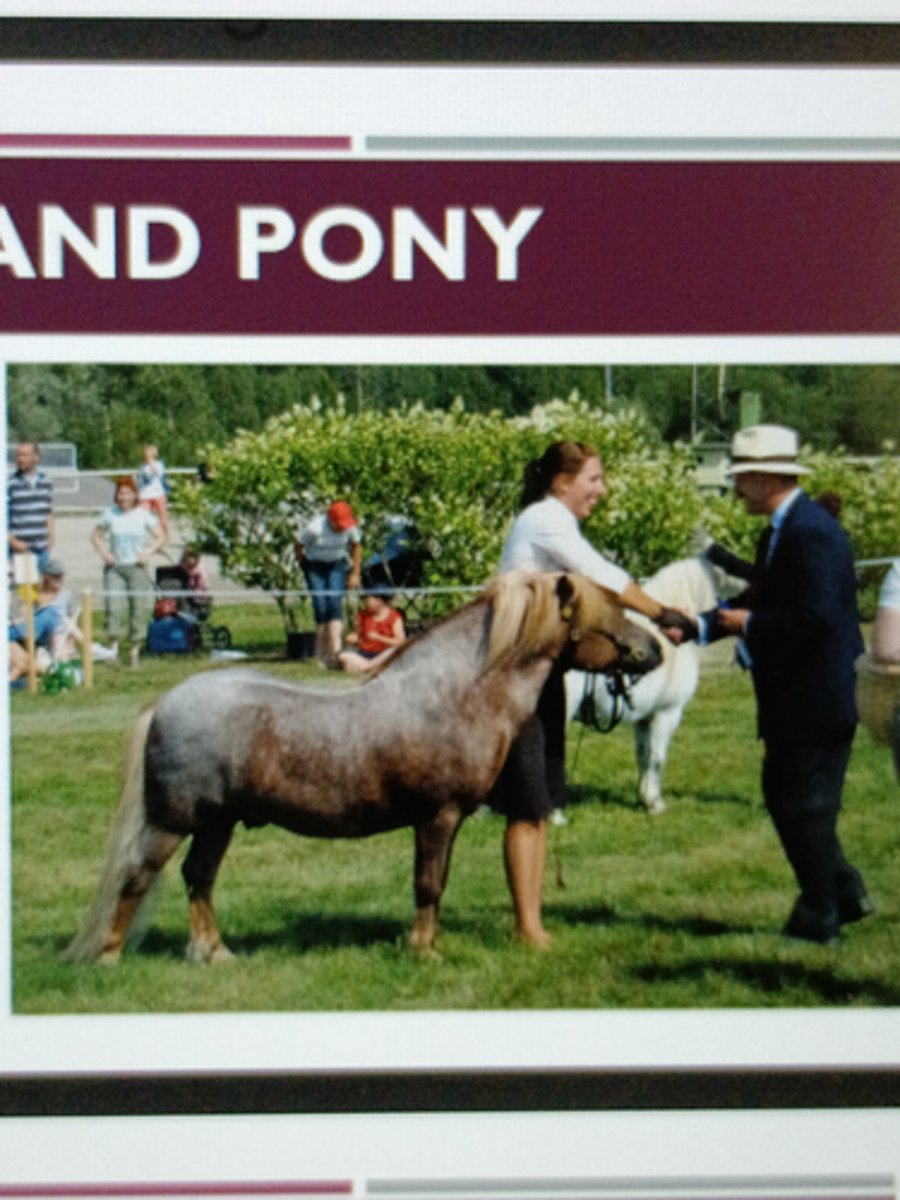 <p>-One of the oldest breed of horse in Britain</p><p>-Heavy coats, short legs and are intelligent</p><p>-Used for riding, driving and pack purposes</p><p>-Height: &lt;10.2h</p>