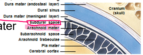 <ol><li><p>Dura mater</p></li><li><p>Arachnoid mater</p></li><li><p>Pia mater</p></li></ol><p>Protect the brain from cranial trauma</p><p></p>