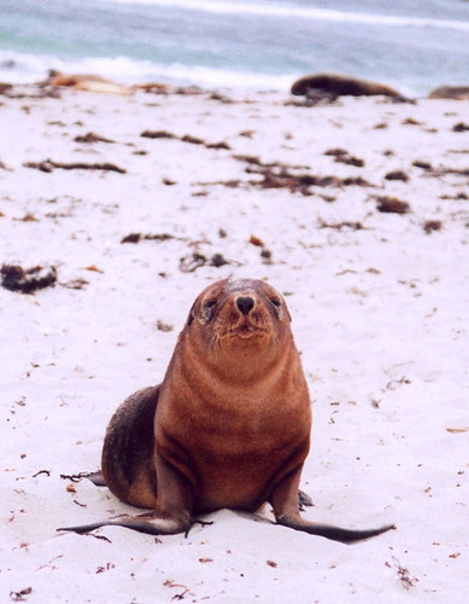 <p>(of someone in an important position) to officially or formally give your support, consent, or agreement to something</p>