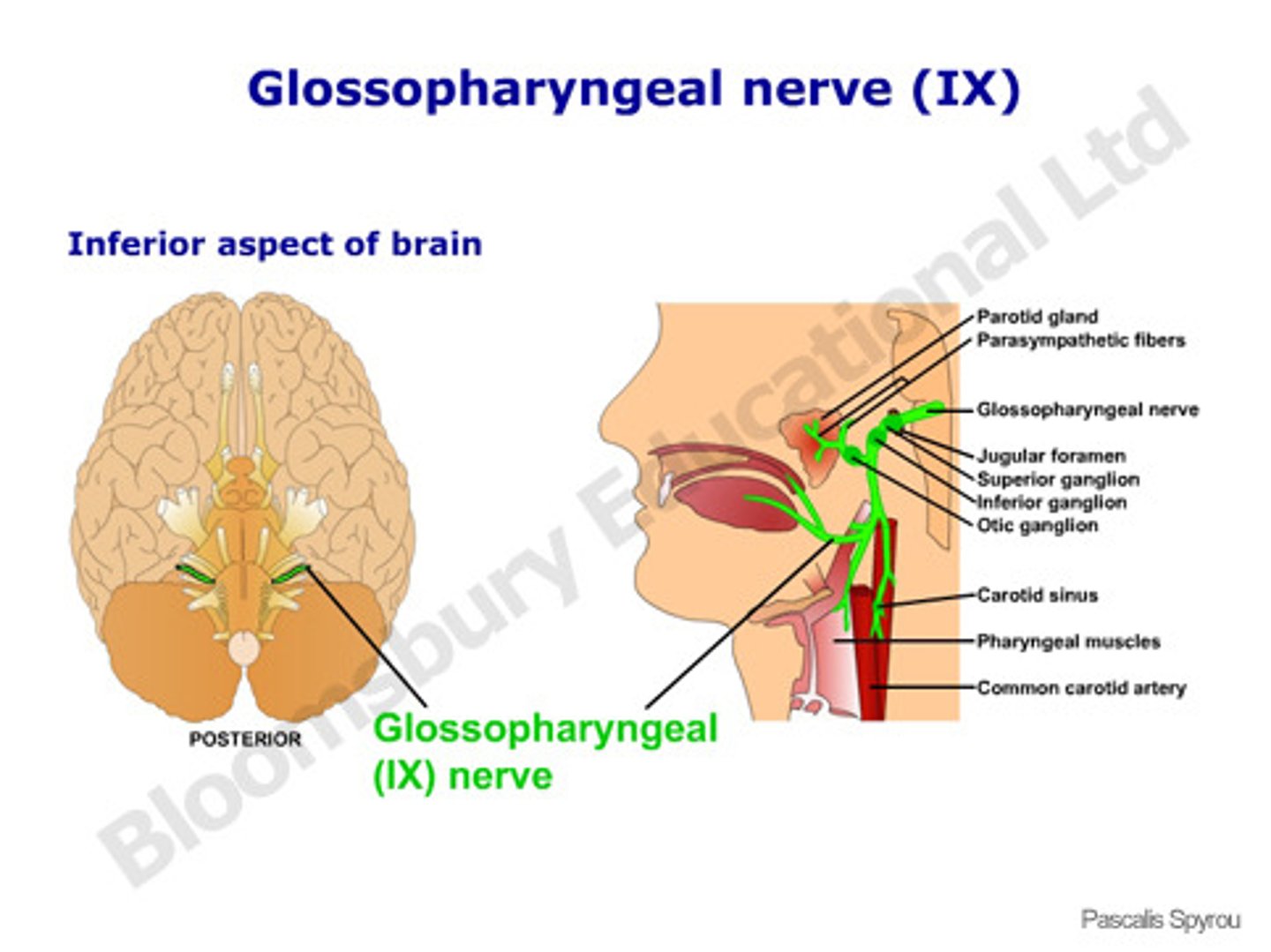 <p>- Glossopharyngeal</p><p>- Sensory Function: Taste</p><p>- Motor Function: Tongue and Throat Muscles</p>