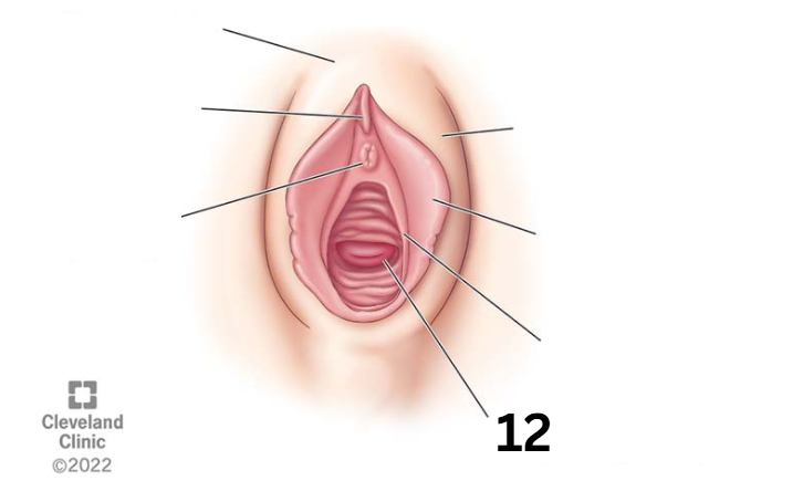 <p>Identity this female reproductive system (marked with 12)</p>