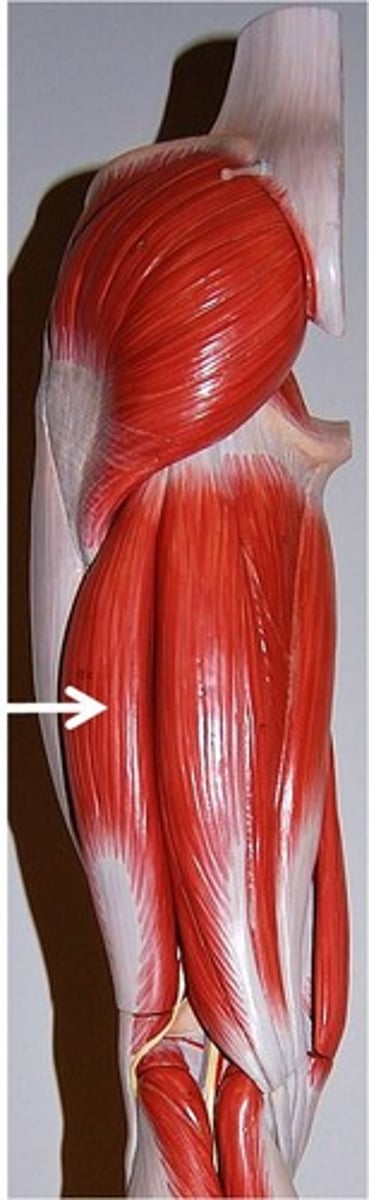 <p>origin: ischium, femur<br>insertion: fibula<br>action: flexion at knee, extension an lateral rotation at hip</p>