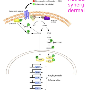 <p>beta-blockade is selective for vascular tumor cells and synergistically effective when combined with chemo</p>