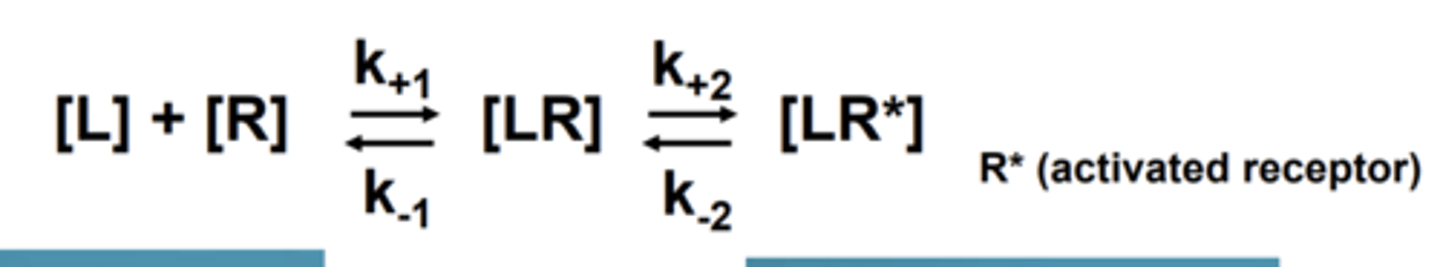 <p>K+1 = activation rate</p><p>K-2 = deactivation rate</p>