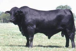 <p>beef breed, cross between angus and brahman, larger than black angus, usually black in color, pendulous ears, can have poor disposition</p>