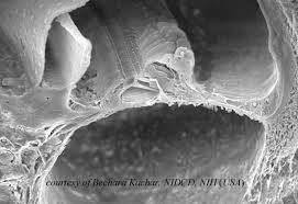 a coiled, bony, fluid-filled tube in the inner ear through which sound waves trigger nerve impulses; completes final step to convert vibrations into sound sensations