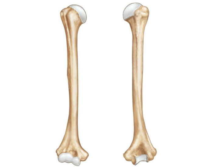 <p>What type of bone marking is this? (Hint: it’s a depression on the posterior side)</p>