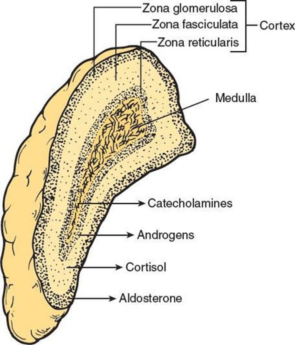 <p>The adrenal cortex and the adrenal medulla.</p>