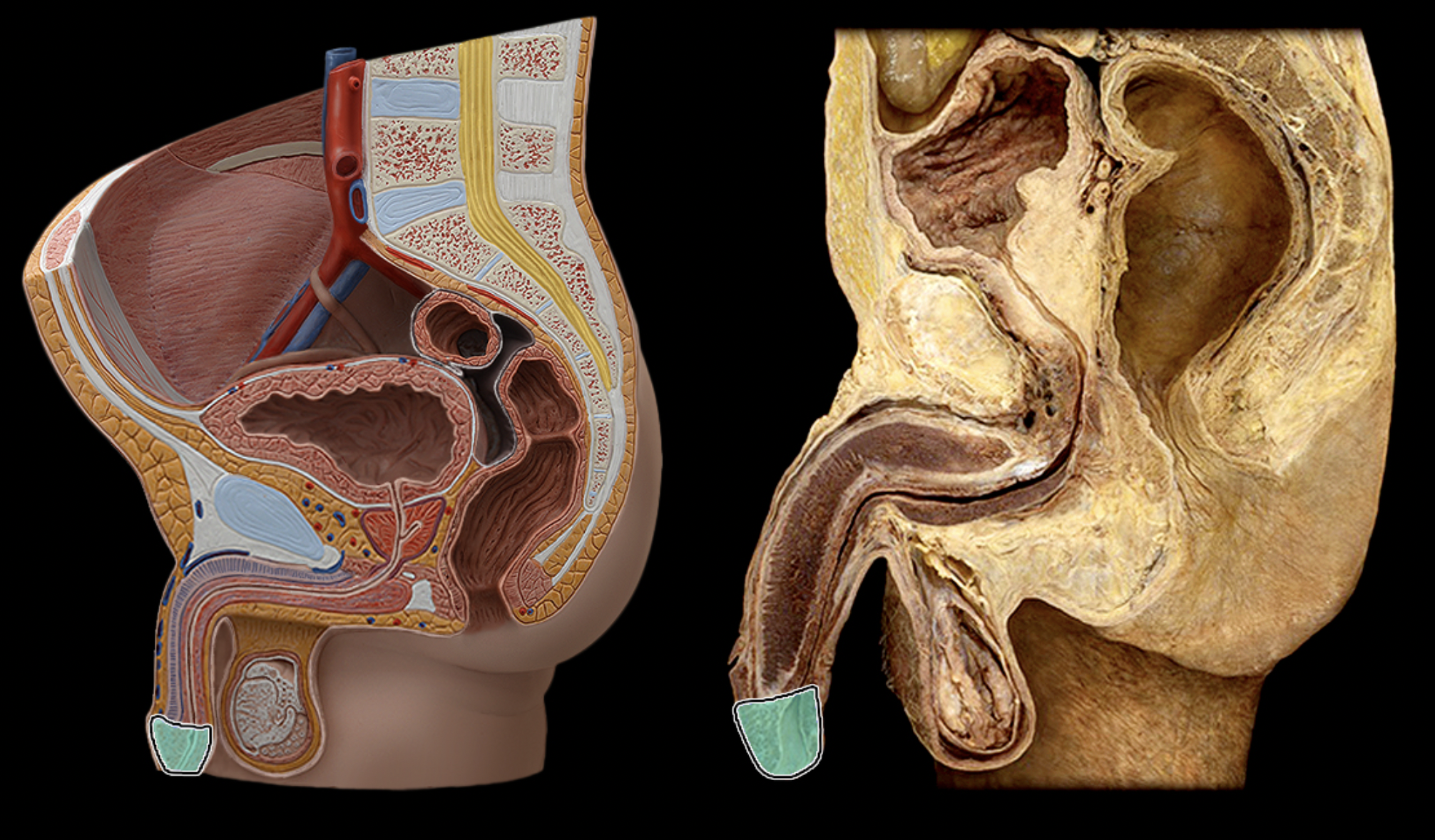 <p>What structure is shown?</p>