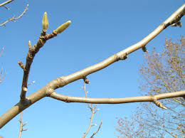 <p>GIANT fuzzy flower bud</p><p>young bark is brown with lenticel dots</p><p>obovate, simple, entire leaf</p><p>like moist soil and part sun</p>